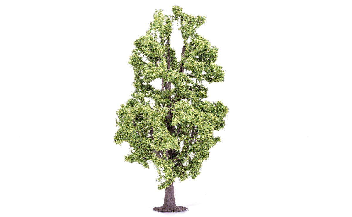 Lime Tree - 18.5cm